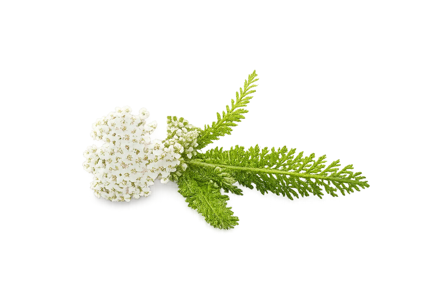 Achillea Millefolium - Natural Skincare Ingredient